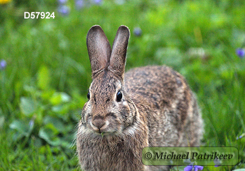 Eastern Cottontail (Sylvilagus floridanus)